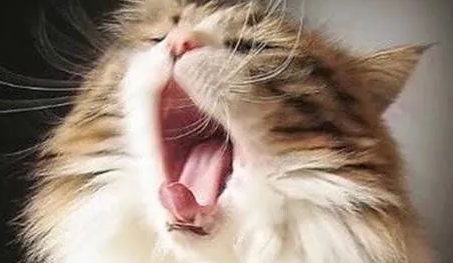 母猫整天嗷呜嗷呜的叫 母猫整天嗷呜嗷呜的叫
