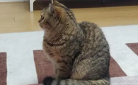 猫坐着驼背特别明显