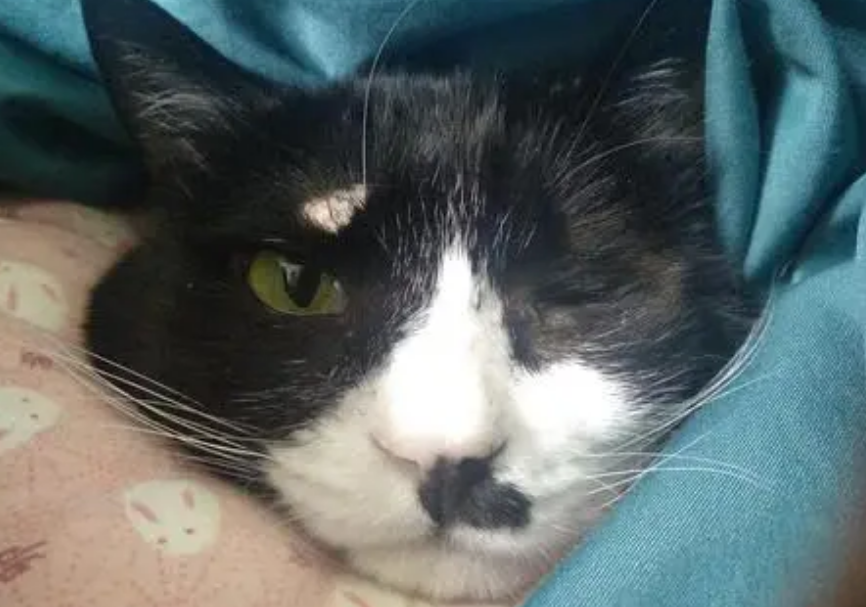 猫脂肪瘤会自愈吗