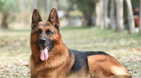 智商高的看家护院犬