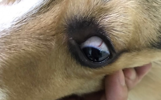 狗怎么样判断有眼线虫
