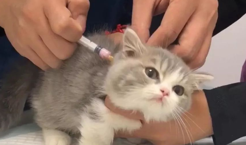 猫疫苗多久打一次