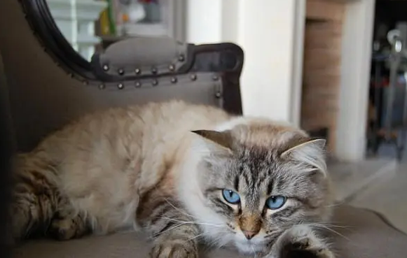 未出马弟子梦见猫 未出马弟子梦见猫
