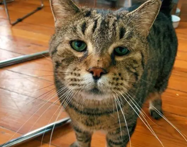 收容所分享虎斑猫日常生活,一发布无偿领养消息,众人就争先领养 收容所分享虎斑猫日常生活,一发布无偿领养消息,众人就争先领养