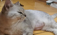 母猫迟迟不生小猫该怎么办