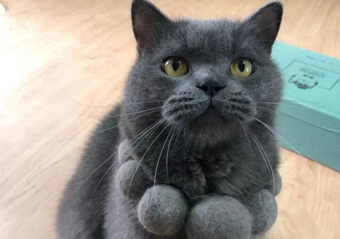 网友用猫毛做了一串项链给猫咪，没想到这货嫌弃极了