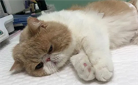 母猫会尿闭吗