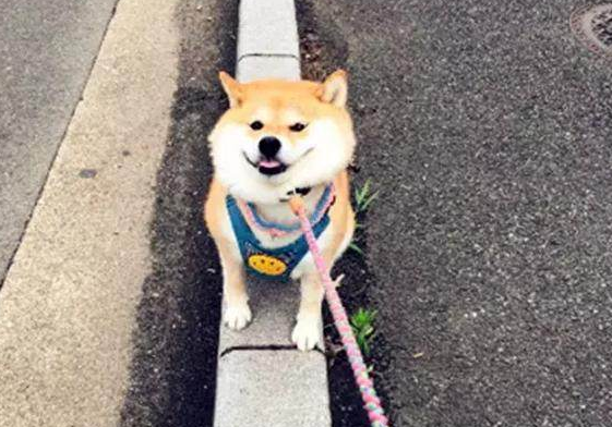 柴犬和主人出门度假, 回家时愁坏主人,柴犬: 本狗子不想回家! 柴犬和主人出门度假, 回家时愁坏主人,柴犬: 本狗子不想回家!