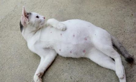 如何辨别猫是否怀孕 如何辨别猫是否怀孕