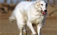 苏俄猎狼犬什么市可养