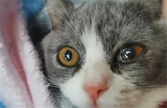 女子养猫眼睛长满螨虫