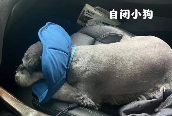 狗子被铲屎官带去医院,结果全程像在历劫...这也太怂了! 狗子被铲屎官带去医院,结果全程像在历劫...这也太怂了!