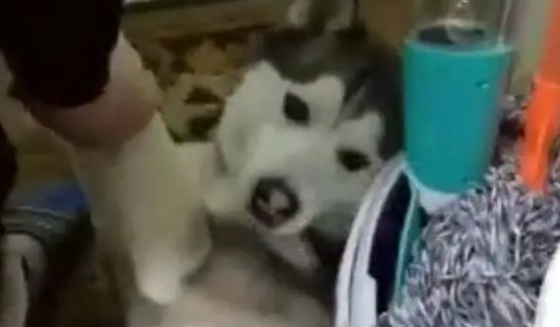 每次要给家里的哈士奇洗澡时,二哈就会变成这副样子 每次要给家里的哈士奇洗澡时,二哈就会变成这副样子