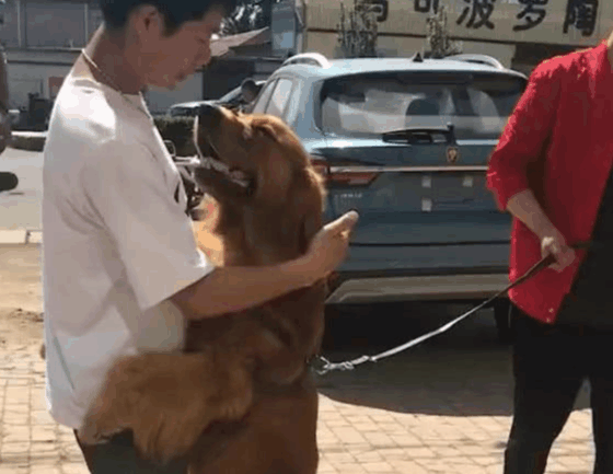 狠心主人欲将金毛送人，随后狗狗的反应让人泪目！