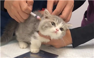 小猫第一针疫苗什么时候打