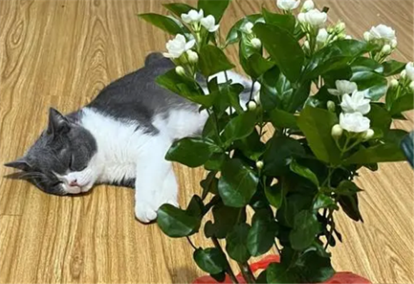 茉莉花对猫咪有毒吗