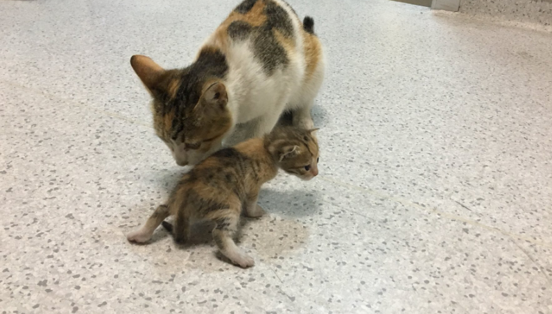 母猫叼小猫换窝预示着什么