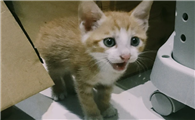 小猫到家一直叫