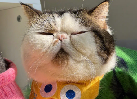 小猫一般多久睁眼