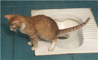 小猫不拉粑粑怎么办