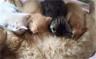 猫一胎通常生几个
