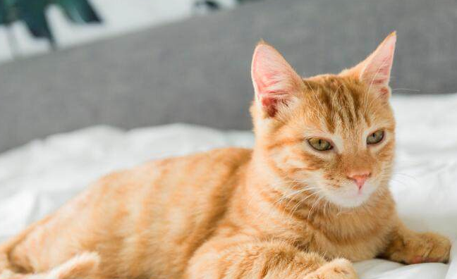 女人梦见猫是好事还是坏事