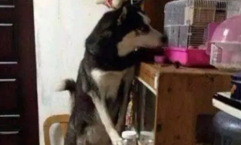 主人下班回家发现哈士奇一直盯着松鼠,还流了一桌子的口水 主人下班回家发现哈士奇一直盯着松鼠,还流了一桌子的口水