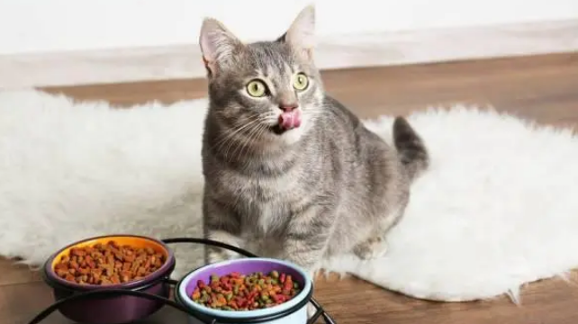 喵喵是个猫 喵喵是个猫