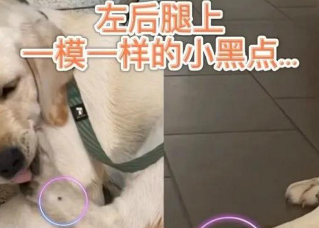 拉布拉多陪伴女孩9年后离世,在不久后,狗狗再次和主人“相遇” 拉布拉多陪伴女孩9年后离世,在不久后,狗狗再次和主人“相遇”
