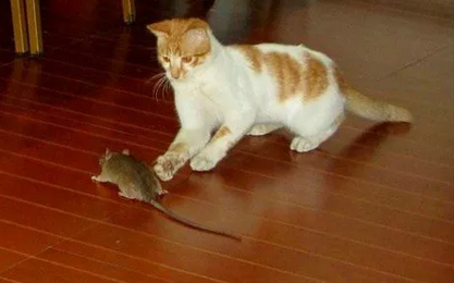 没胡子的猫能抓老鼠吗