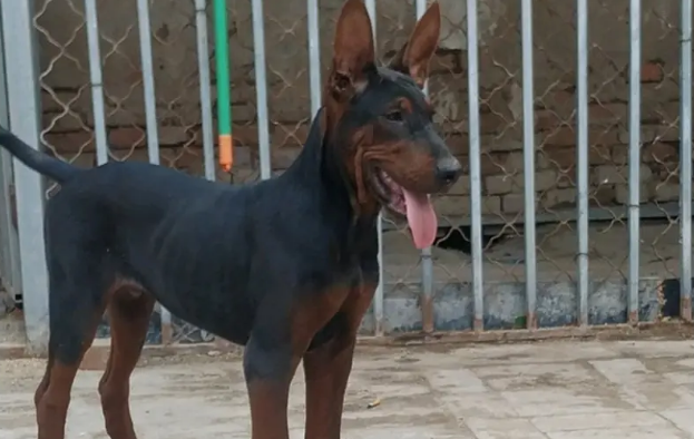 三个月大的精品莱州红犬多钱