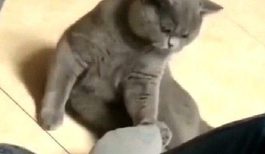 蓝猫和主人互动,咬了主人的袜子 蓝猫和主人互动,咬了主人的袜子