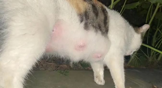 母猫多久就不产奶了 母猫多久就不产奶了