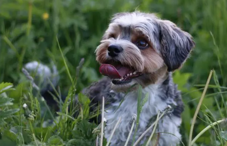愚狗与犬科动物的区别