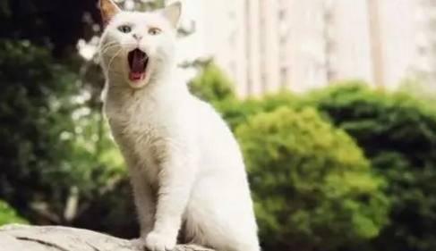 为什么说猫是阴间的使者 为什么说猫是阴间的使者