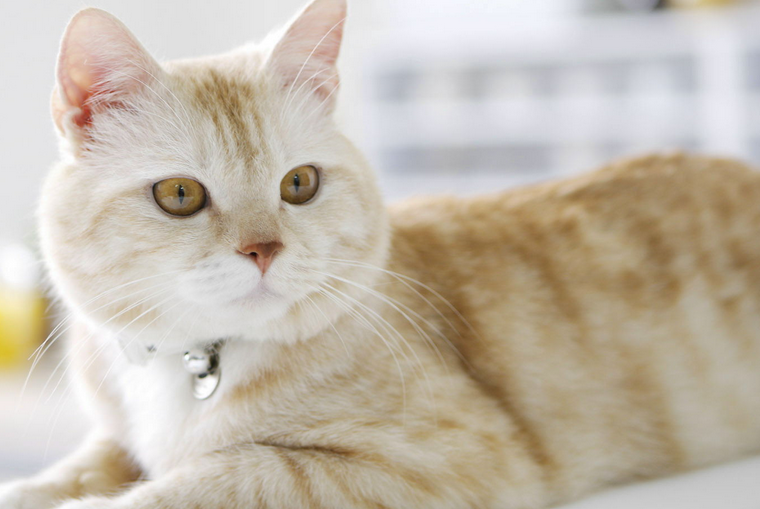 如何自制驱猫剂