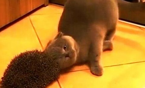 英国短毛猫用刺猬抓痒享受,萌态毕现网络爆红 英国短毛猫用刺猬抓痒享受,萌态毕现网络爆红