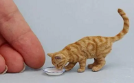 手指猫真的存在吗