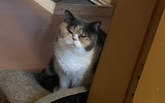 猫再困也要陪你去卫生间