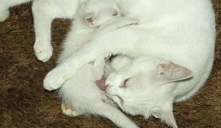 母猫怀孕多久生小猫