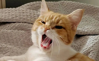 母猫叫声播放叫猫过来