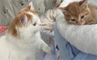 新猫到家旧猫不让摸了