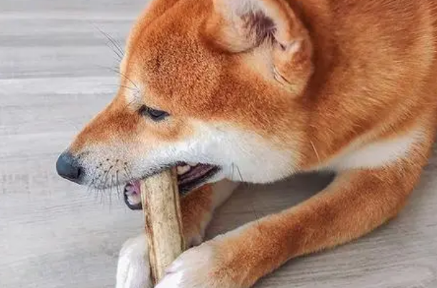 磨牙棒狗狗一天吃几个