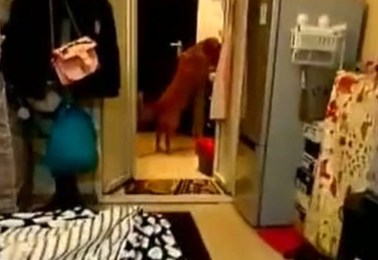 女主人肚子疼，随后金毛叼来1个东西，女主人看见后，直接泪奔！