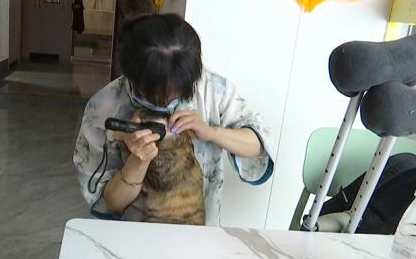 女子送猫就医,结果却不满意!负责人:你签了弃养协议 女子送猫就医,结果却不满意!负责人:你签了弃养协议