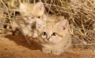 世界上皮堡斯猫有多少只