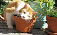 如何让猫远离花盆