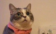 猫侏儒症的猫能活多久?