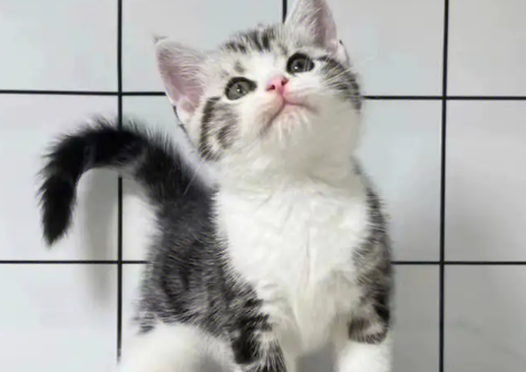 吸引猫的人有福吗 吸引猫的人有福吗