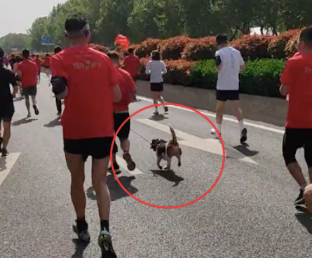 主人带狗跑马拉松,还有参赛编号,成功到达终点!